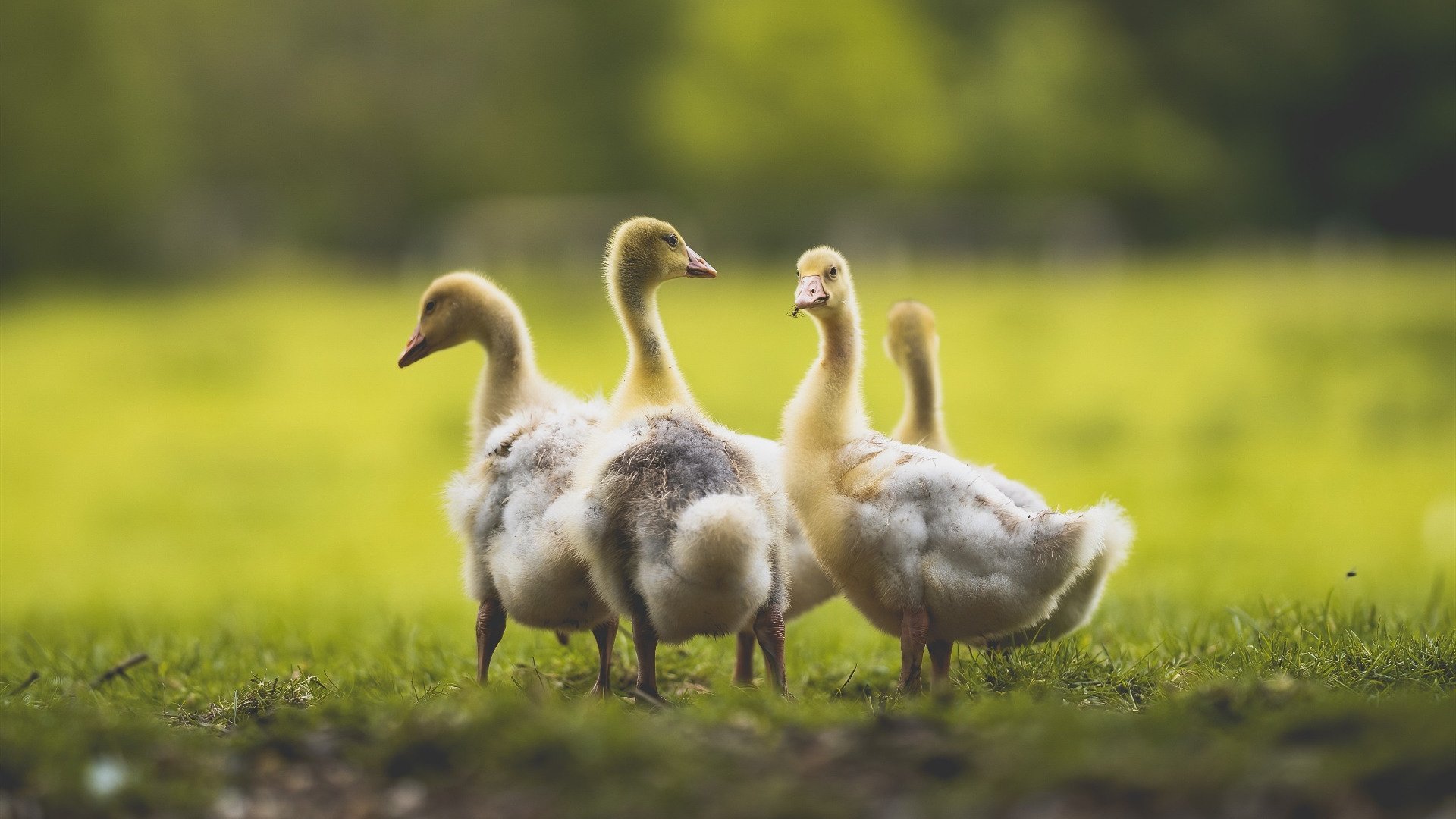 时空回响,当绿茵战术在F1赛道上重演