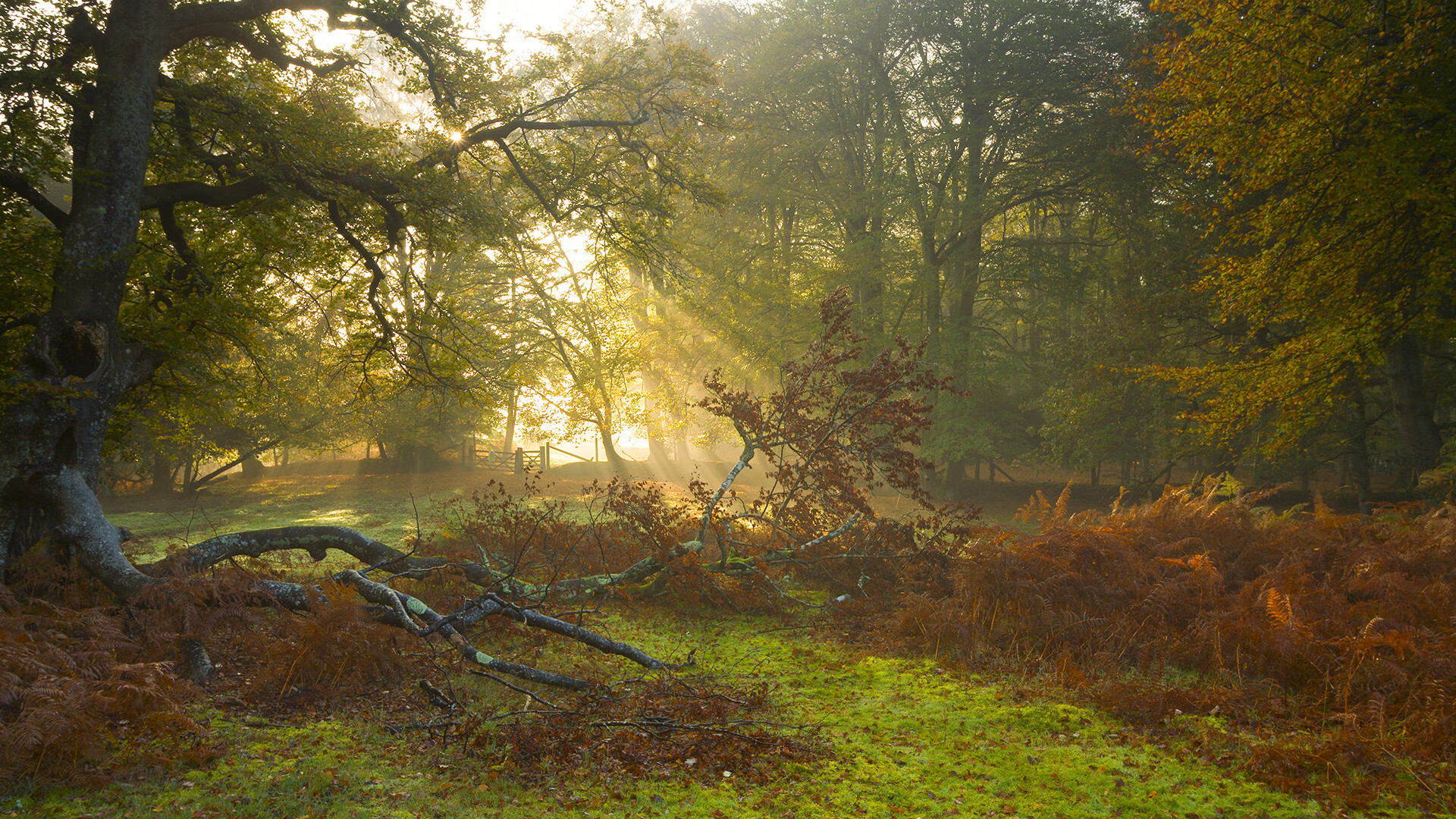 跨越海洋的绝杀与主宰，开拓者惊魂辽宁，切特总决赛封神夜