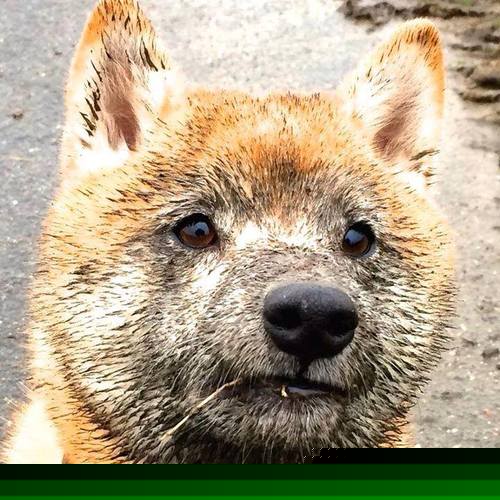 以唯一的方式,当霍勒迪用防守让公牛提前缴械