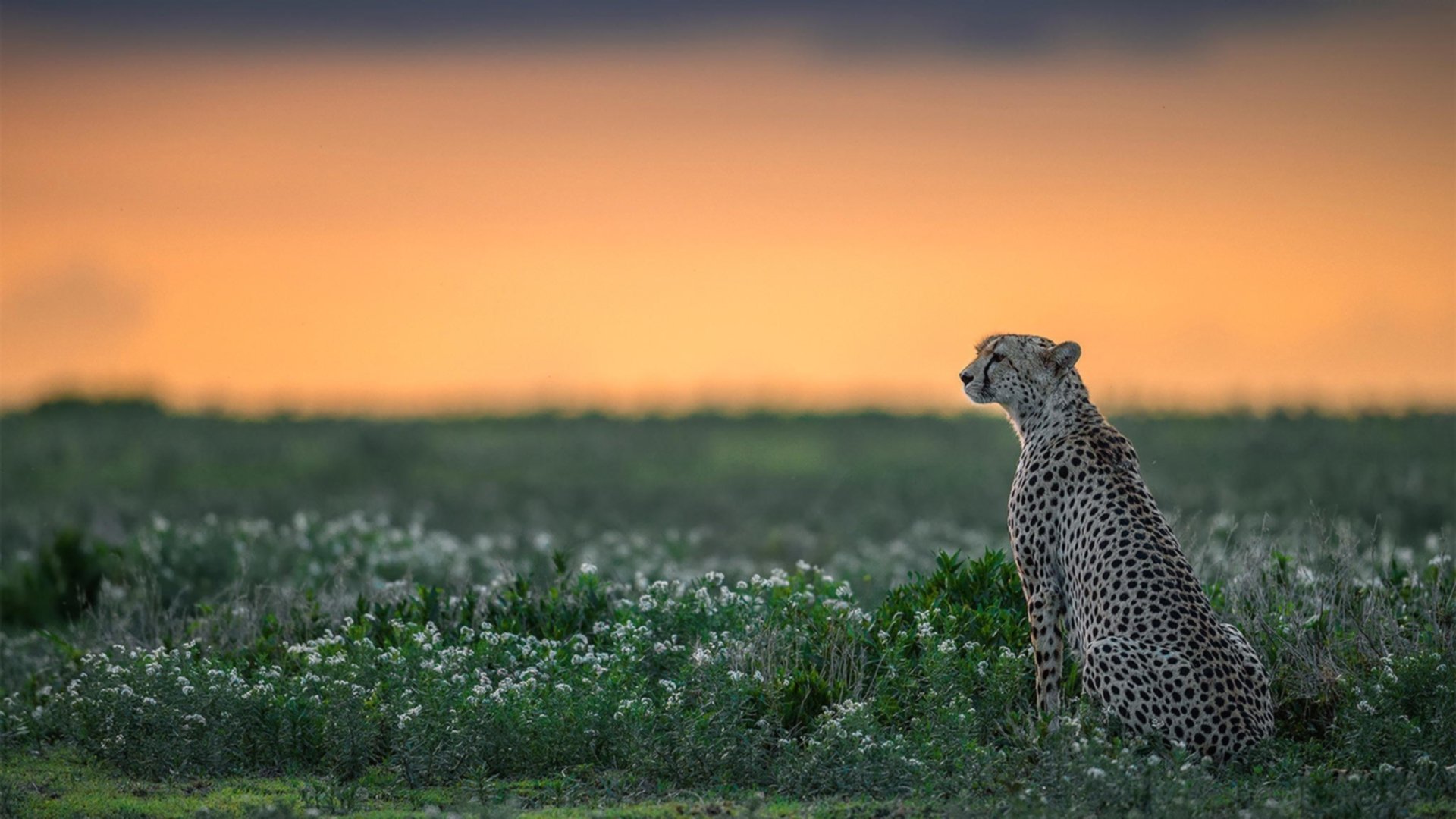 雷火电竞充值-克罗地亚，黄金时代的最后一曲，哈弗茨完成时代的黄昏交响
