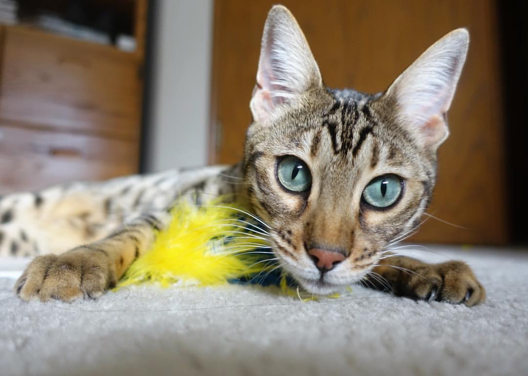 雷火电竞简介-跨越疆域与亚平宁，当篮球的一波流遇见足球的接管时刻