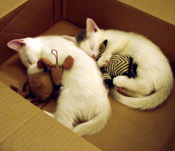 猎手与神祇，弗拉霍维奇在里昂的北欧神话之夜