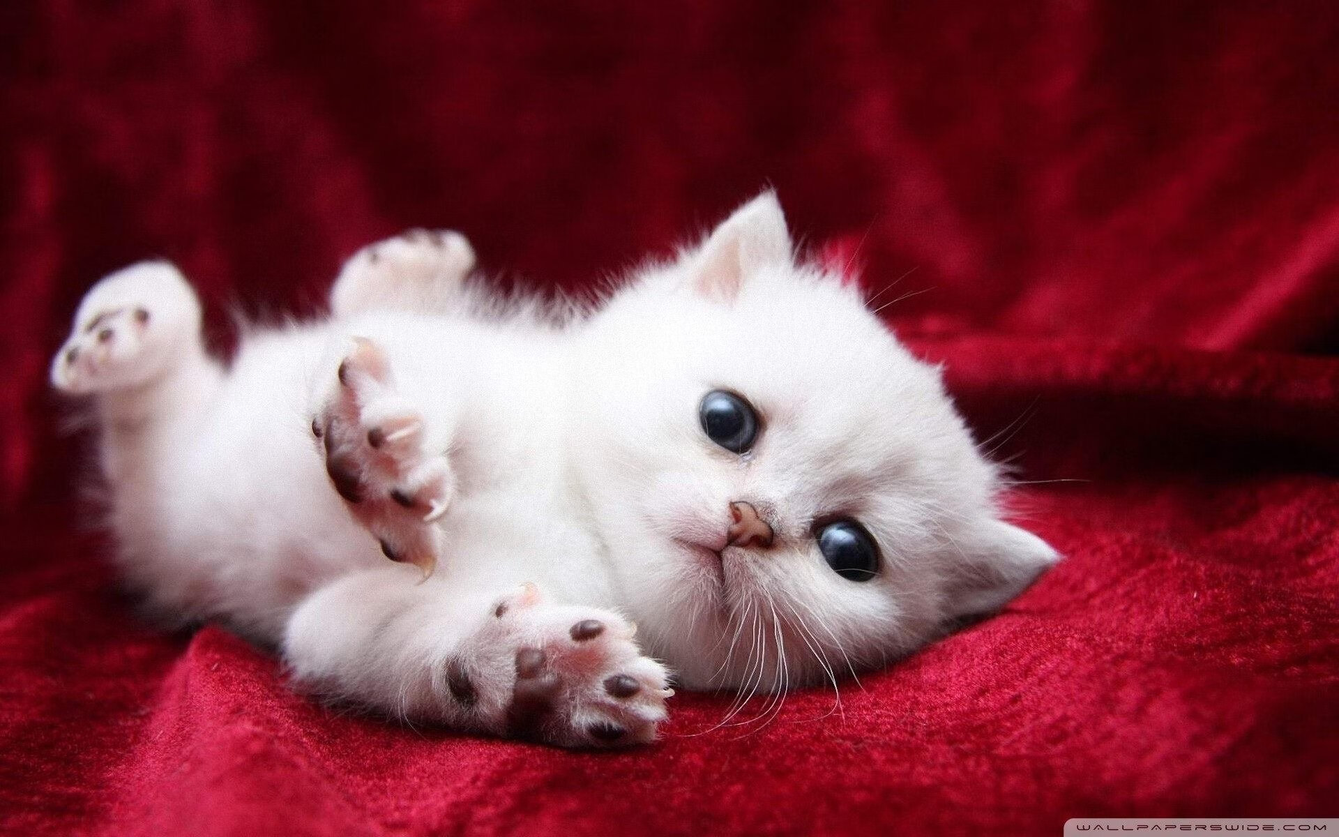 烈焰灼城！加克波终场绝杀，红军鏖战力擒墨西哥蓝十字