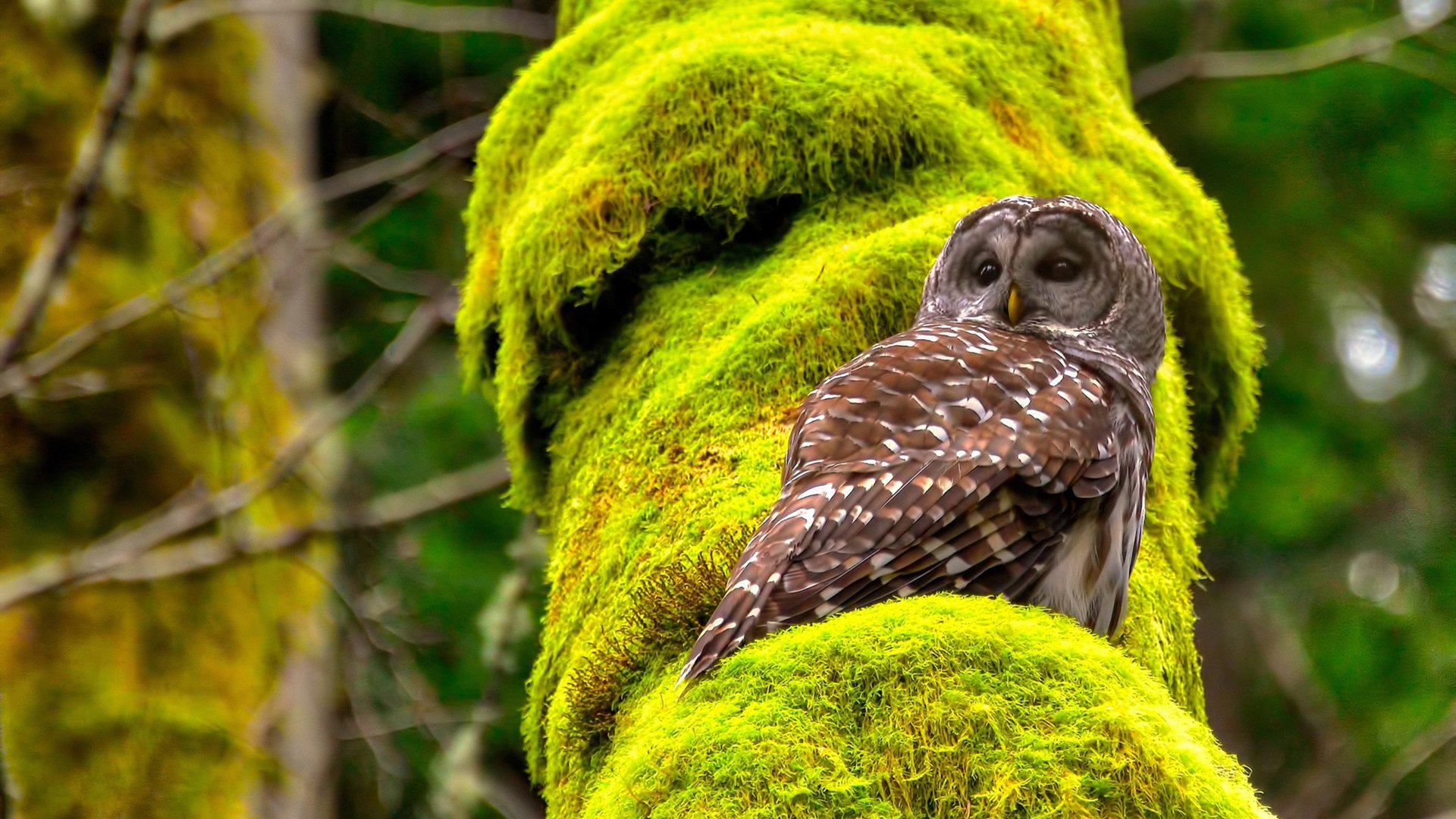 雷火电竞网站-76人11记三分淹没上海队，一场表演赛暴露的篮球鸿沟