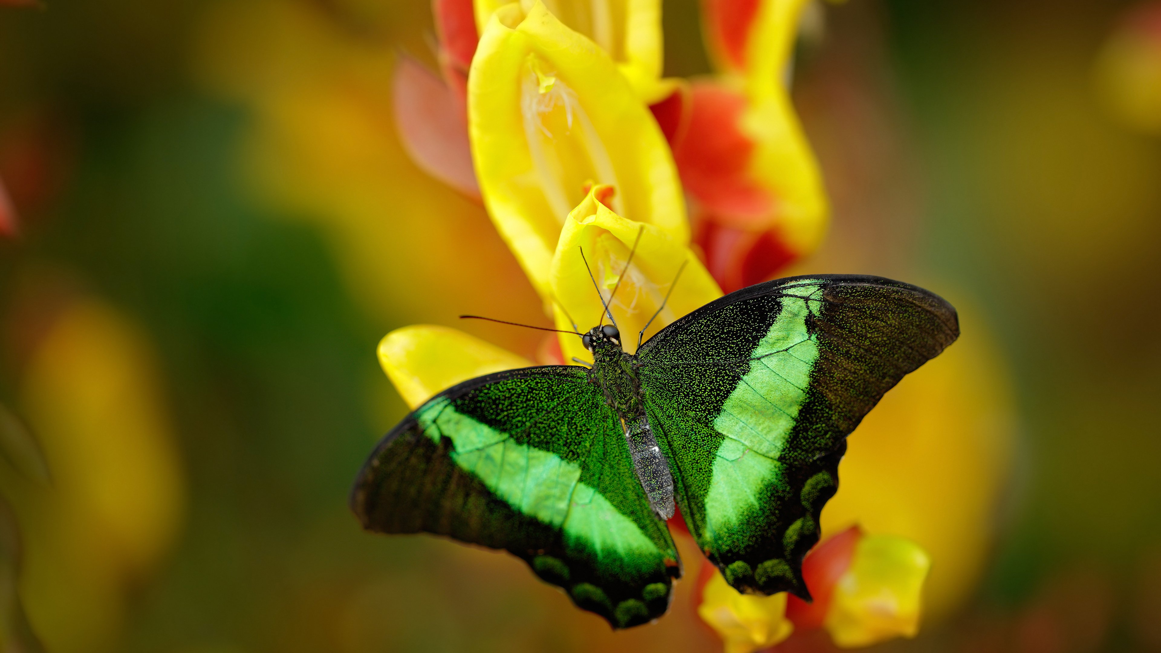 凤凰掠雪原，当福克斯的无解成为掘金高原的永恒谜题